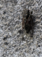 Cicadettina