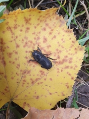 Dorcus parallelipipedus