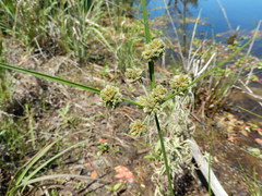 Cyperus reflexus