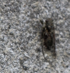 Cicadettina