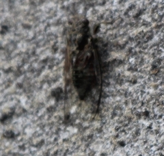 Cicadettina