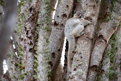 Lepilemur leucopus