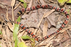 Micrurus diastema