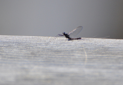 Leptophlebia