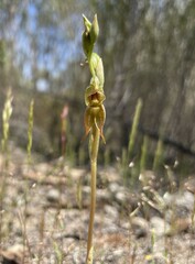 Pterostylis aciculiformis