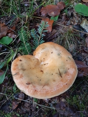 Lactarius salmonicolor
