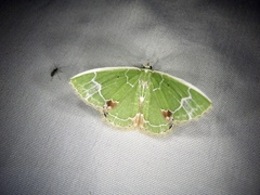 Comibaena subdelicata