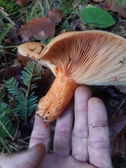 Lactarius salmonicolor