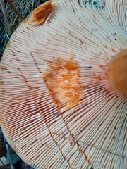 Lactarius salmonicolor
