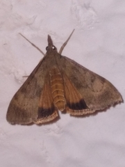 Uresiphita