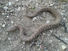 Macrovipera lebetinus