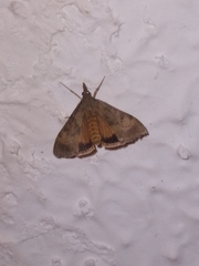 Uresiphita