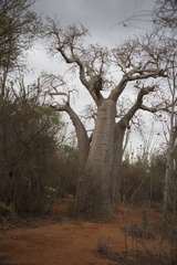 Adansonia