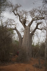 Adansonia