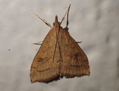 Udea profundalis
