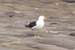 Larus dominicanus dominicanus