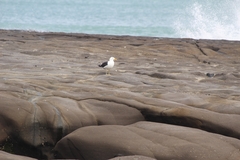 Larus dominicanus dominicanus