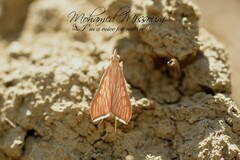Antigastra catalaunalis
