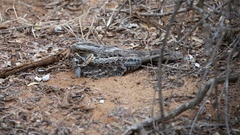 Caprimulgus madagascariensis