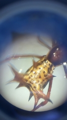 Micrathena fissispina