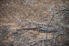 Caprimulgus madagascariensis