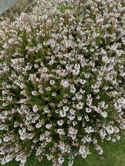 Ericeae