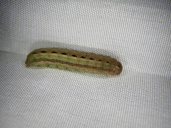Spodoptera depravata