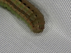 Spodoptera depravata