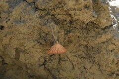Antigastra catalaunalis