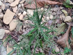 Cyperus diffusus