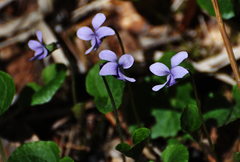 Viola palustris