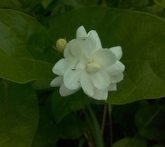 Jasminum