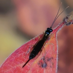 Pimplinae