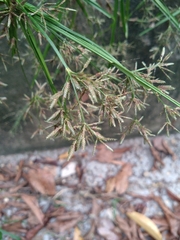 Cyperus diffusus