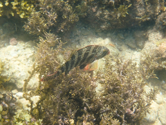 Goniistius rubrolabiatus