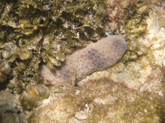 Australostichopus mollis