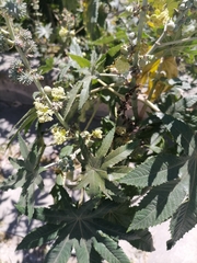 Ricinus communis