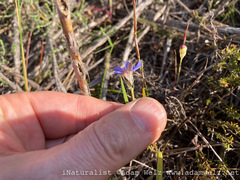 Aristea africana
