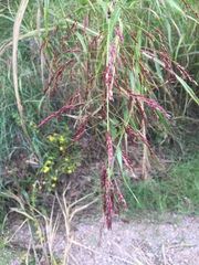 Sorghum