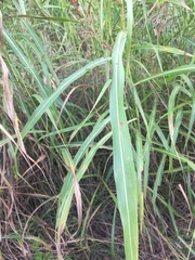Sorghum
