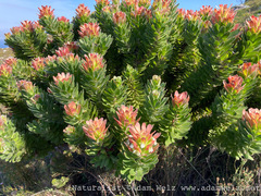 Mimetes fimbriifolius
