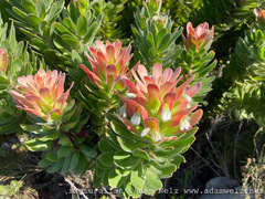 Mimetes fimbriifolius