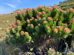 Mimetes fimbriifolius