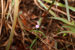 Rostellularia adscendens