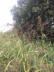 Sorghum