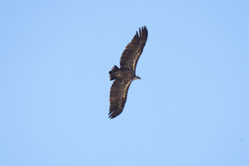 Buitre moteado (Gyps rueppelli)