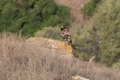 Neophron percnopterus