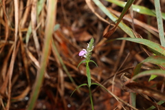Rostellularia adscendens