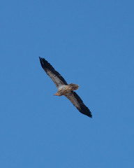 Neophron percnopterus