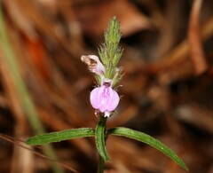 Rostellularia adscendens